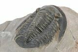 Dalejeproetus Trilobite - Uncommon Moroccan Proetid #245519-4